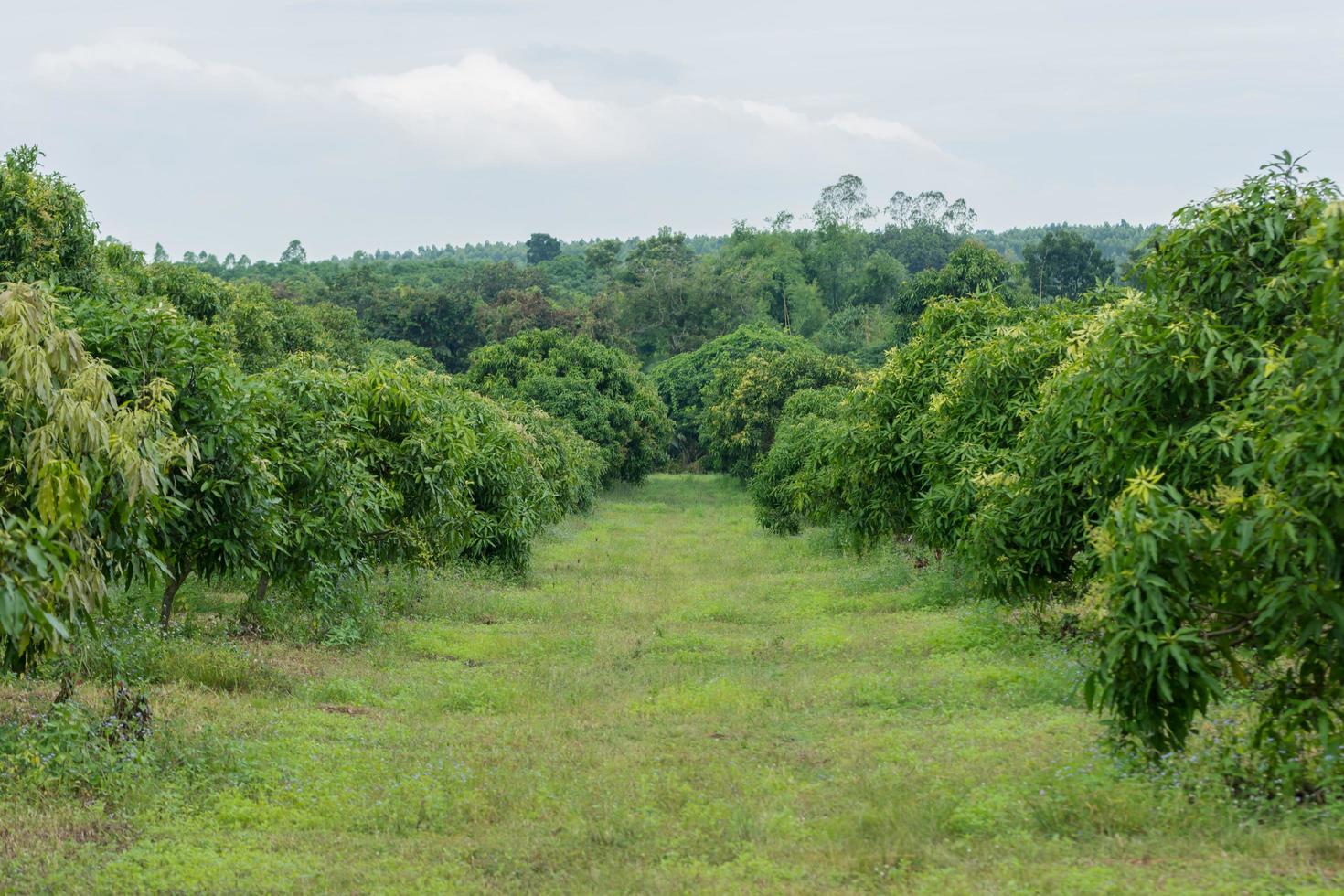 nong-nghiep